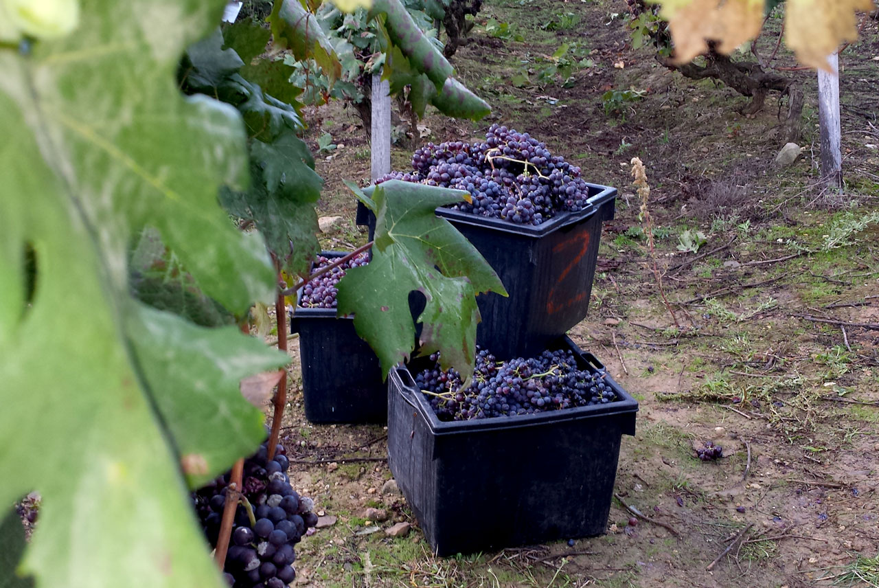 Vigne del Rossese di Dolceacqua, Loc. Peverelli
