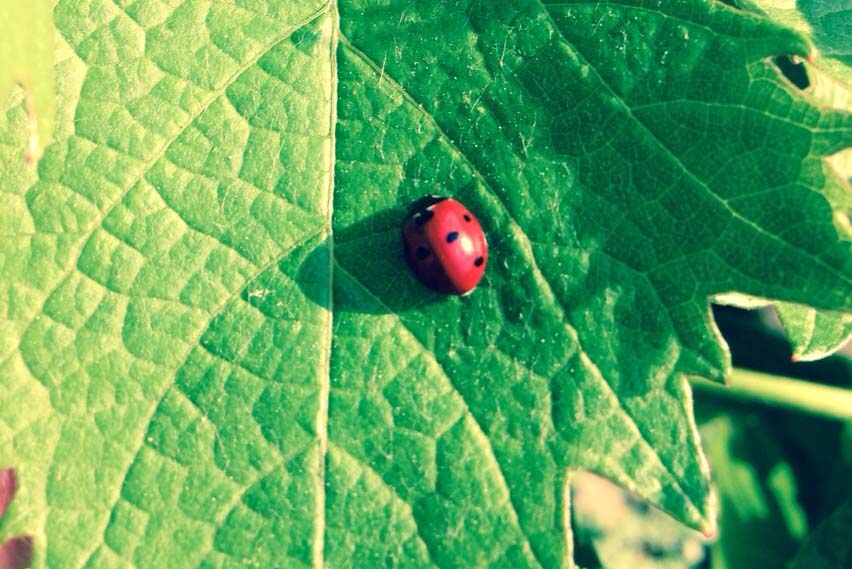 Vigne del Rossese di Dolceacqua, Loc. Peverelli