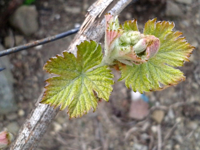 Vigne del Rossese di Dolceacqua, germoglio