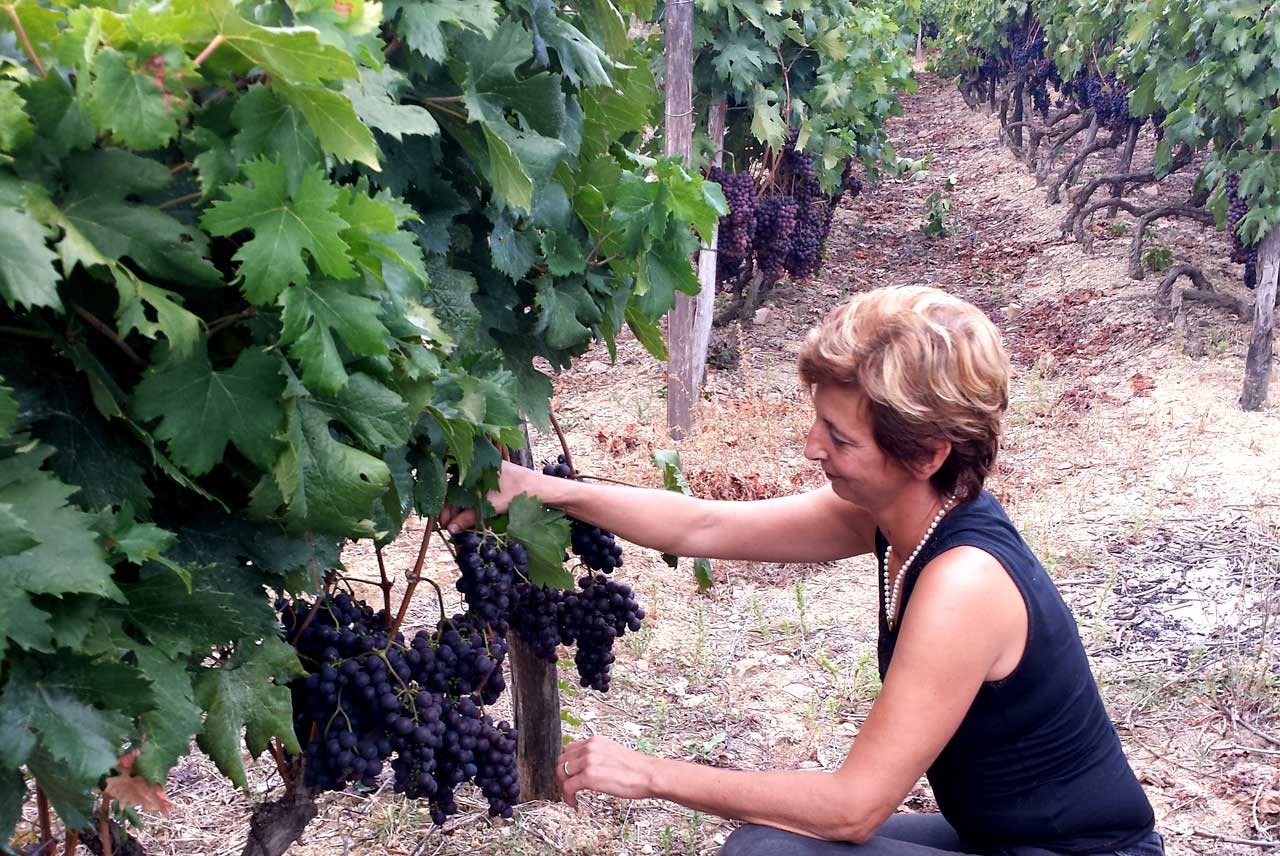 vendemmia del rossese di dolceacqua
