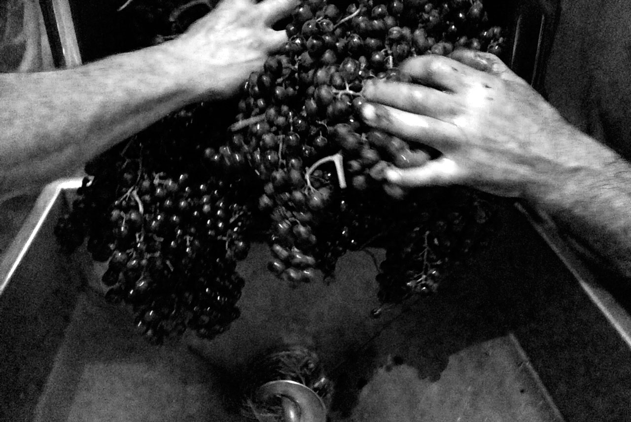 lavorazione dell'uva rossese