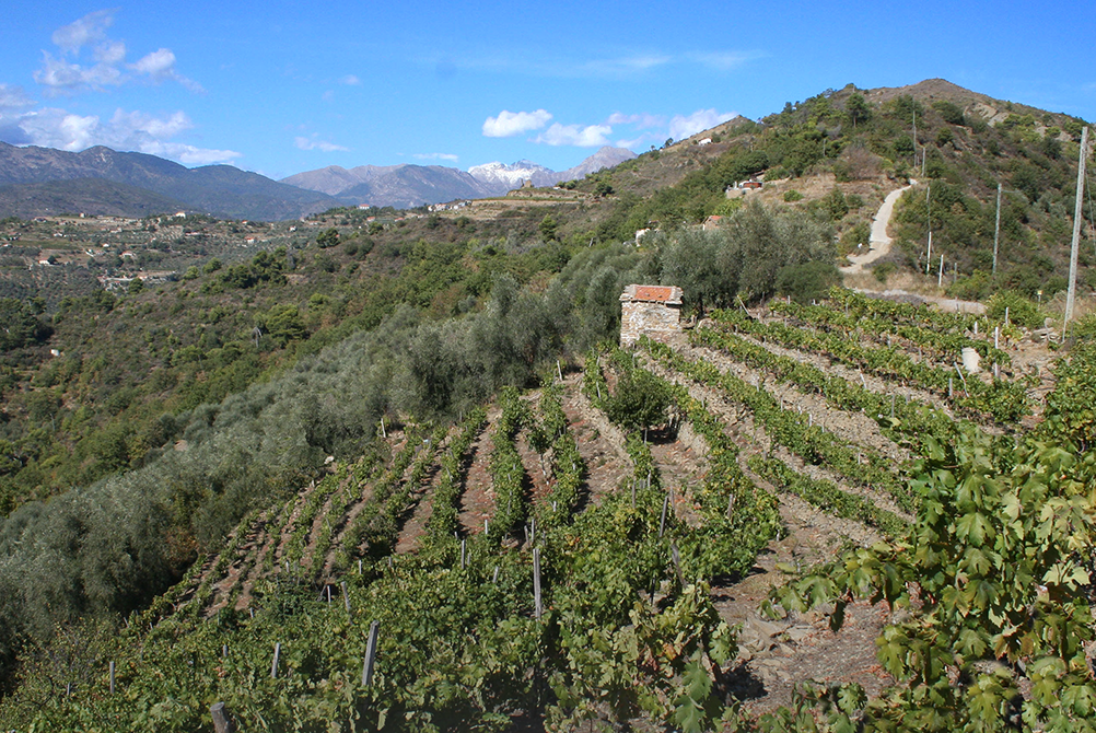 Vigne del Rossese di Dolceacqua, Loc. Peverelli